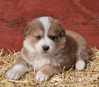 BOBBLE, a male Australian Shepherd for sale in Carthage, IL – Photo 5 of 5