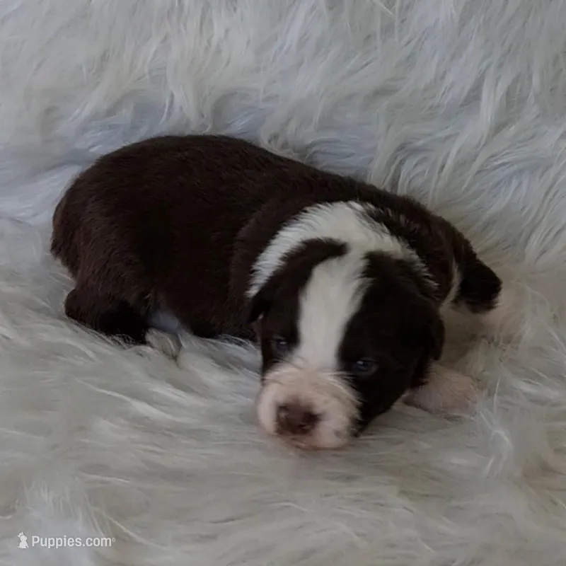 DOLLY – Australian Shepherd puppy for sale in Carthage, IL
