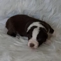 DOLLY, a female Australian Shepherd for sale in Carthage, IL – Photo 1 of 5