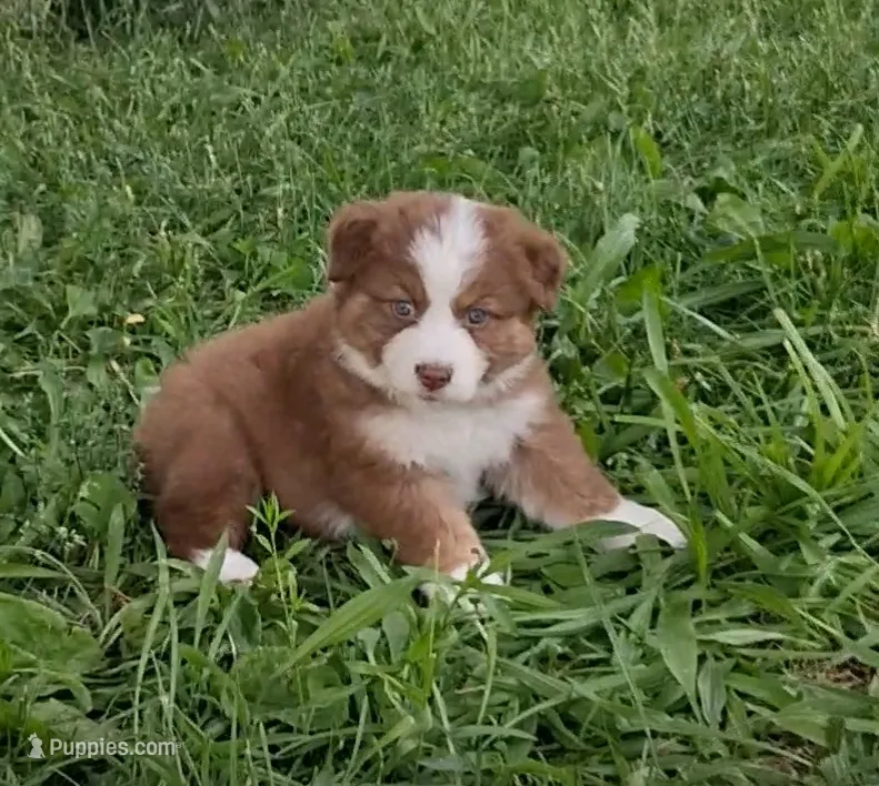 REBA – Australian Shepherd puppy for sale in Carthage, IL
