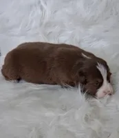WILLIE , a male Australian Shepherd for sale in Carthage, IL – Photo 5 of 5
