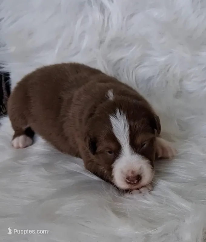 WILLIE  – Australian Shepherd puppy for sale in Carthage, IL