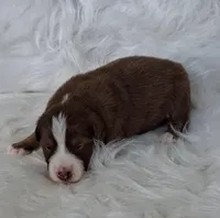 WILLIE , a male Australian Shepherd for sale in Carthage, IL – Photo 4 of 5