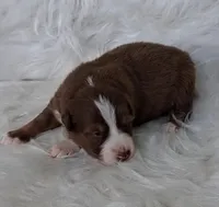 WILLIE , a male Australian Shepherd for sale in Carthage, IL – Photo 3 of 5