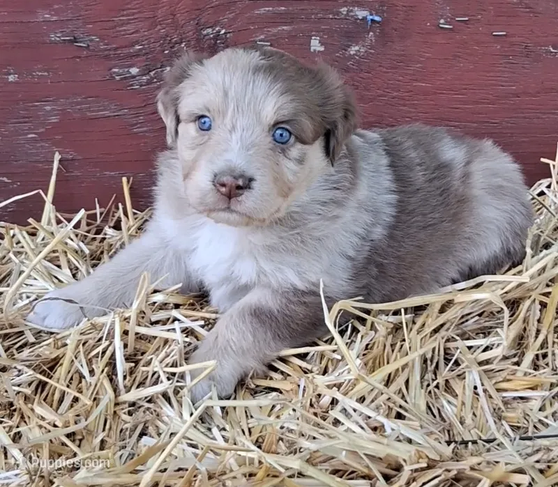 WAYLON – Australian Shepherd puppy for sale in Carthage, IL