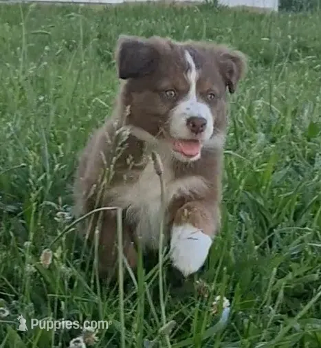 WILLIE  – Australian Shepherd puppy for sale in Carthage, IL