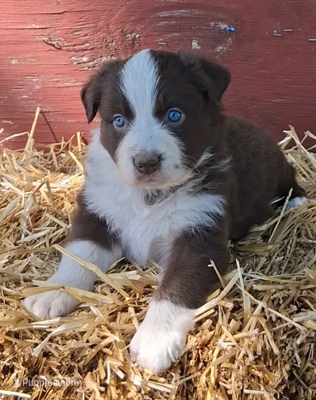 DOLLY – Australian Shepherd puppy for sale in Carthage, IL