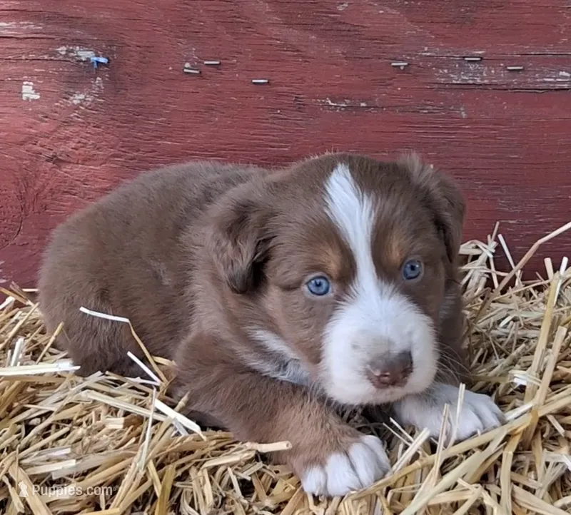 WILLIE  – Australian Shepherd puppy for sale in Carthage, IL
