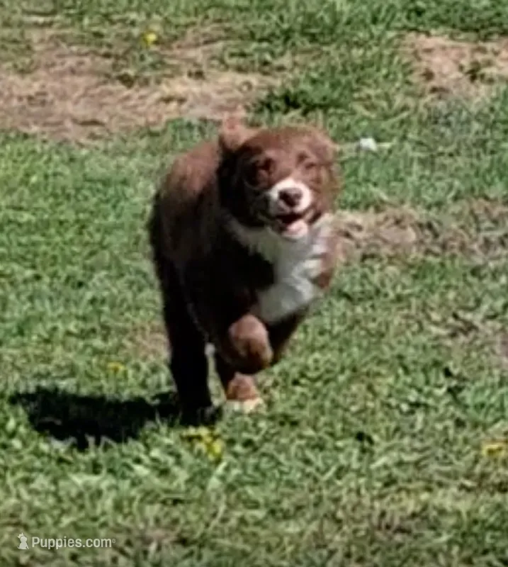 ROSETTA – Australian Shepherd puppy for sale in Carthage, IL