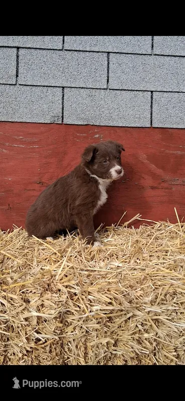 ROSETTA – Australian Shepherd puppy for sale in Carthage, IL
