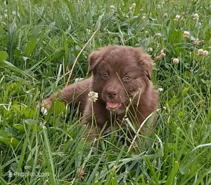 PATSY – Australian Shepherd puppy for sale in Carthage, IL