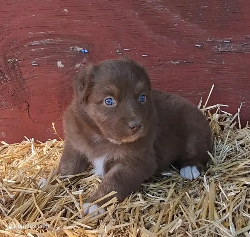 PATSY – Australian Shepherd puppy for sale in Carthage, IL