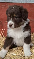 TERENCE, a male Australian Shepherd for sale in Carthage, IL – Photo 1 of 4