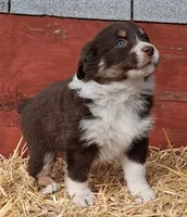 TERENCE, a male Australian Shepherd for sale in Carthage, IL – Photo 3 of 4