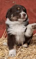 TERENCE, a male Australian Shepherd for sale in Carthage, IL – Photo 4 of 4