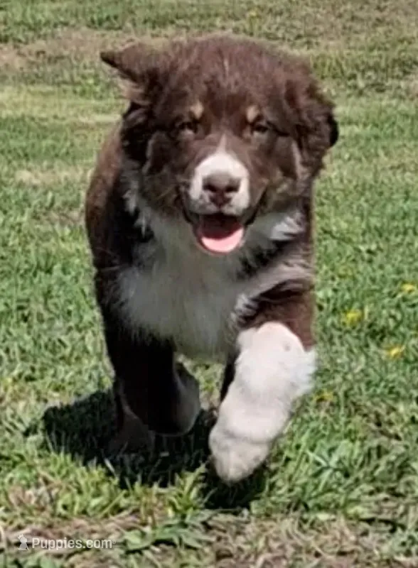 TERENCE – Australian Shepherd puppy for sale in Carthage, IL