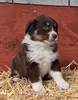 TERENCE, a male Australian Shepherd for sale in Carthage, IL – Photo 2 of 4