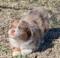 Clank, a male Australian Shepherd for sale in Carthage, IL – Photo 4 of 5