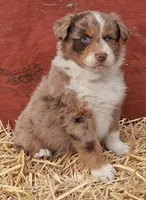 Clank, a male Australian Shepherd for sale in Carthage, IL – Photo 5 of 5
