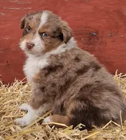 Clank, a male Australian Shepherd for sale in Carthage, IL – Photo 3 of 5