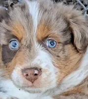 Clank, a male Australian Shepherd for sale in Carthage, IL – Photo 1 of 5