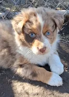Clank, a male Australian Shepherd for sale in Carthage, IL – Photo 2 of 5