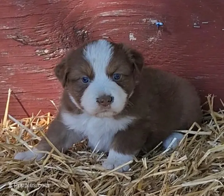 REBA – Australian Shepherd puppy for sale in Carthage, IL