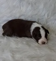 DOLLY, a female Australian Shepherd for sale in Carthage, IL – Photo 3 of 5