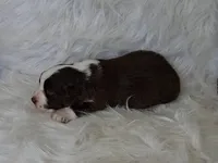DOLLY, a female Australian Shepherd for sale in Carthage, IL – Photo 2 of 5