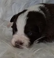 DOLLY, a female Australian Shepherd for sale in Carthage, IL – Photo 5 of 5