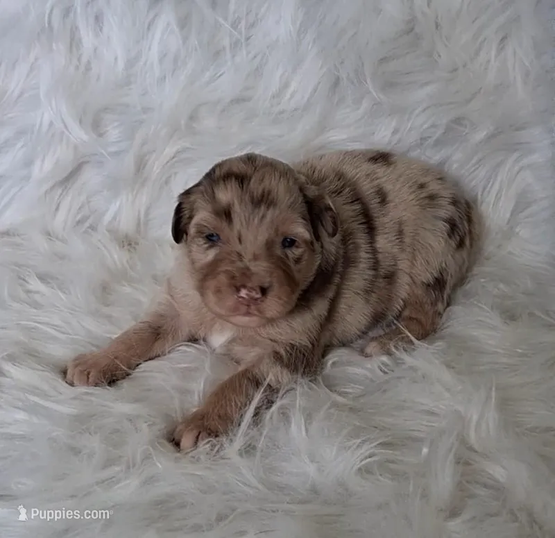 TANYA – Australian Shepherd puppy for sale in Carthage, IL