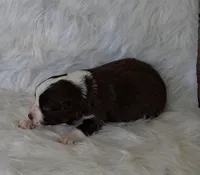 DOLLY, a female Australian Shepherd for sale in Carthage, IL – Photo 4 of 5