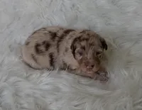 TANYA, a female Australian Shepherd for sale in Carthage, IL – Photo 2 of 4