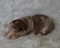 WAYLON, a male Australian Shepherd for sale in Carthage, IL – Photo 4 of 5