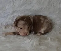 WAYLON, a male Australian Shepherd for sale in Carthage, IL – Photo 2 of 5