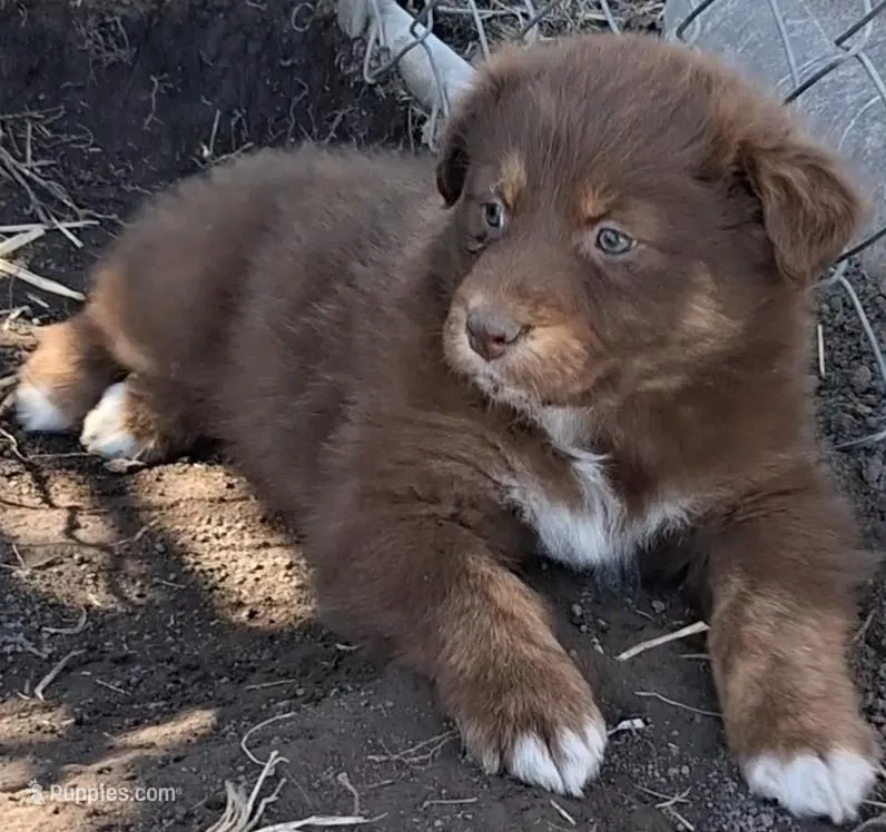 FAWN  – Australian Shepherd puppy for sale in Carthage, IL
