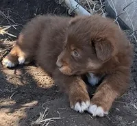 FAWN , a female Australian Shepherd for sale in Carthage, IL – Photo 2 of 4