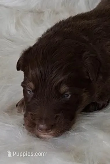 JOHNNY – Australian Shepherd puppy for sale in Carthage, IL