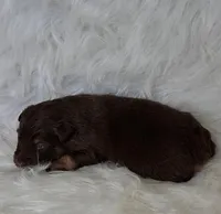 JOHNNY, a male Australian Shepherd for sale in Carthage, IL – Photo 4 of 5