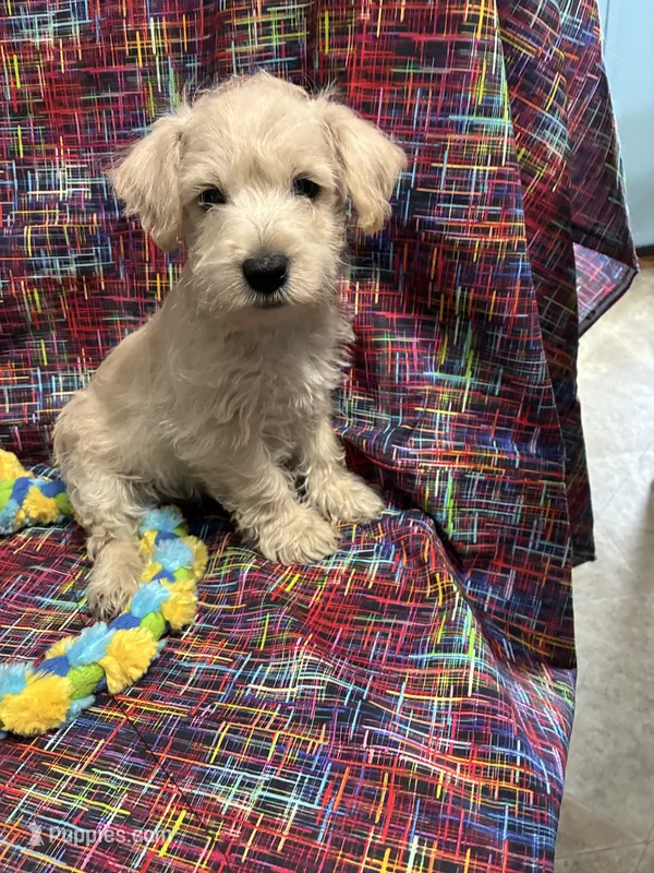 Boy Puppy #3 – West Highland White Terrier, Poodle - Miniature  puppy for sale in Kansas City, MO