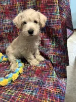 Boy Puppy #3, a male West Highland White Terrier and Poodle - Miniature  for sale in Kansas City, MO – 1 of 4