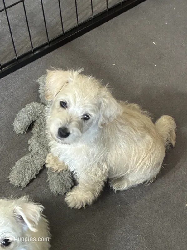 Boy Puppy #3 REDUCED – West Highland White Terrier, Poodle - Miniature  puppy for sale in Kansas City, MO