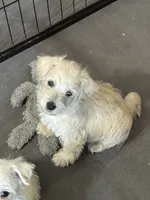Boy Puppy #3, a male West Highland White Terrier and Poodle - Miniature  for sale in Kansas City, MO – 2 of 4