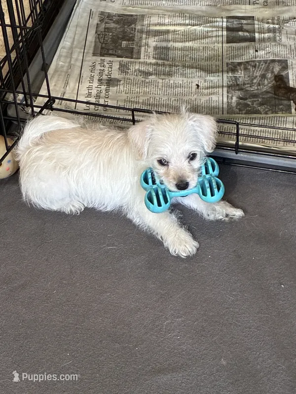 Baby Girl – West Highland White Terrier, Poodle - Miniature  puppy for sale in Kansas City, MO