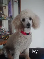 Boy Puppy #3, a male West Highland White Terrier and Poodle - Miniature  for sale in Kansas City, MO – 4 of 4