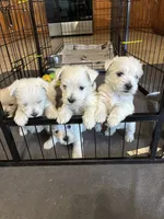 AKC Westie #1F, a female West Highland White Terrier for sale in Kansas City, MO – 3 of 3