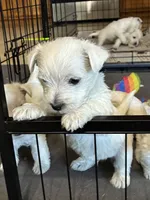 AKC Westie #2 M, a male West Highland White Terrier for sale in Kansas City, MO – 1 of 3