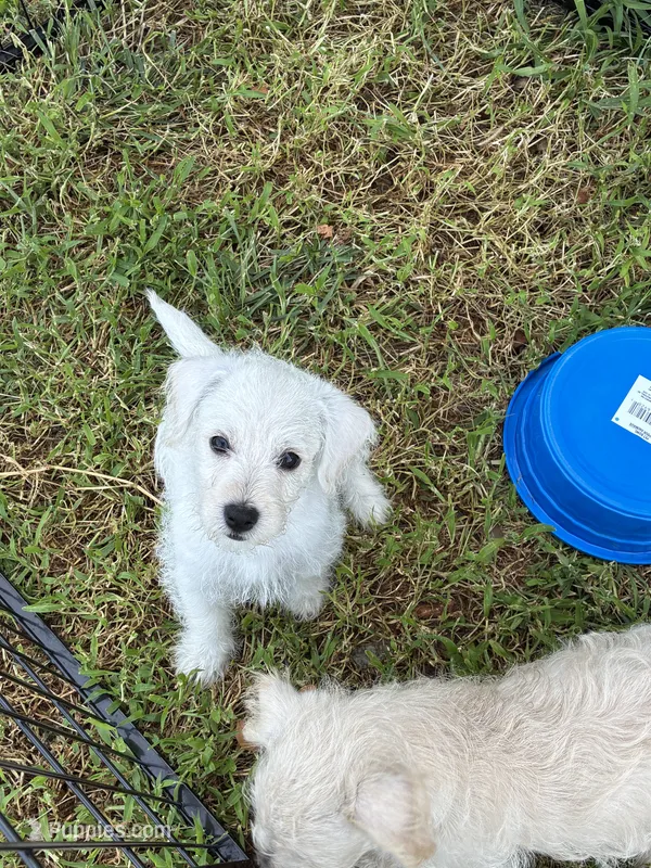 Westie Mix # 2 – West Highland White Terrier puppy for sale in Kansas City, MO