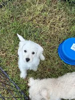 Westie Mix # 2, a male West Highland White Terrier for sale in Kansas City, MO – 1 of 5