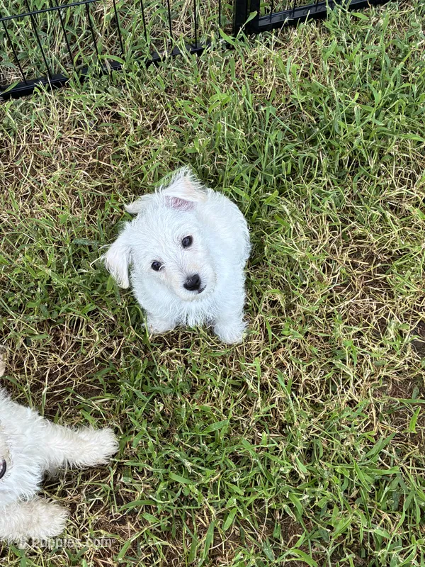 Westie Mix #1 – West Highland White Terrier puppy for sale in Kansas City, MO